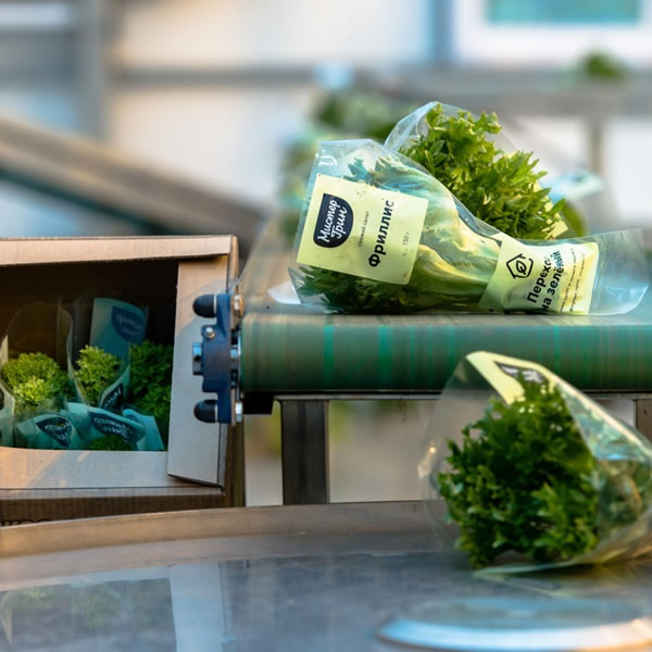 Купить свежую зелень и салаты у производителя